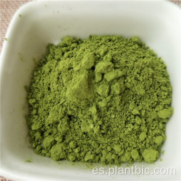 Polvo de té verde matcha certificado orgánico